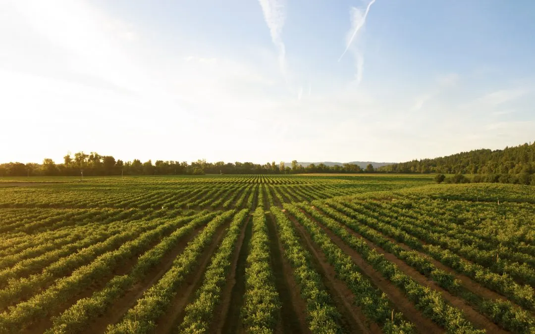 History of Agriculture: Farming Through the Ages - Pure Greens: Custom Container Farms